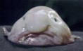 /album/galerie-photos/blobfish640-jpg/